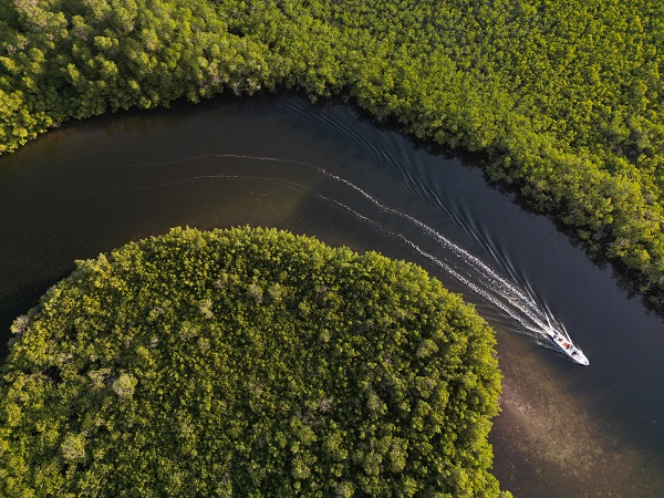 Foto - Milyonlarca turist ziyaret ediyor! Dünyanın konuştuğu kıyı ormanı: Mangrovlar