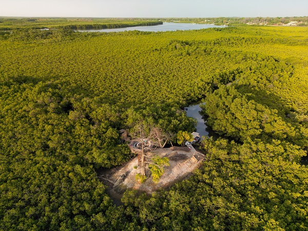 Foto - Milyonlarca turist ziyaret ediyor! Dünyanın konuştuğu kıyı ormanı: Mangrovlar