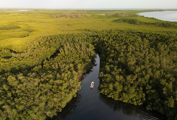 Foto - Milyonlarca turist ziyaret ediyor! Dünyanın konuştuğu kıyı ormanı: Mangrovlar