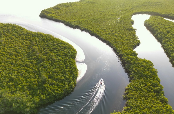 Milyonlarca turist ziyaret ediyor! Dünyanın konuştuğu kıyı ormanı: Mangrovlar