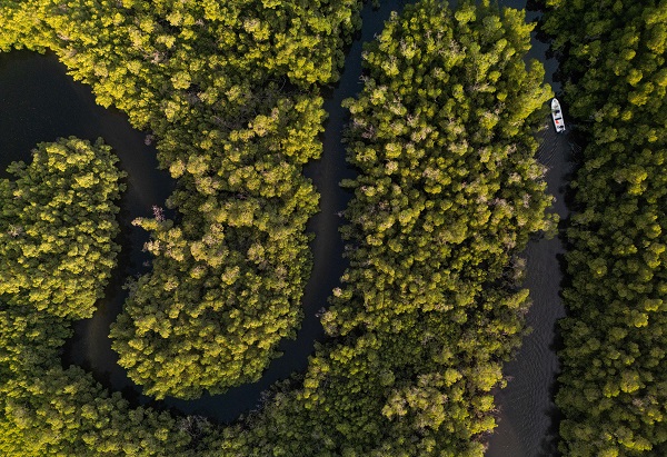 Foto - Milyonlarca turist ziyaret ediyor! Dünyanın konuştuğu kıyı ormanı: Mangrovlar