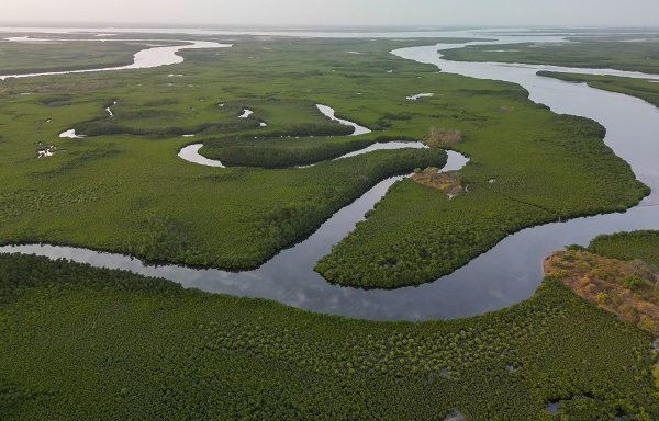 Foto - Milyonlarca turist ziyaret ediyor! Dünyanın konuştuğu kıyı ormanı: Mangrovlar