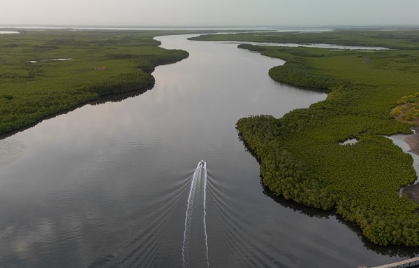 Foto - Milyonlarca turist ziyaret ediyor! Dünyanın konuştuğu kıyı ormanı: Mangrovlar