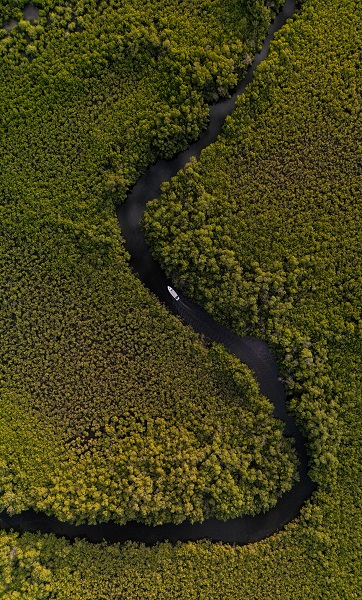 Foto - Milyonlarca turist ziyaret ediyor! Dünyanın konuştuğu kıyı ormanı: Mangrovlar