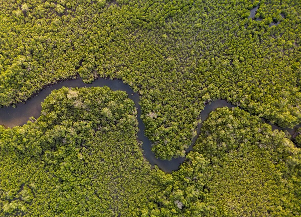 Foto - Milyonlarca turist ziyaret ediyor! Dünyanın konuştuğu kıyı ormanı: Mangrovlar