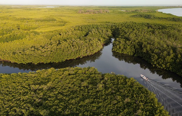 Foto - Milyonlarca turist ziyaret ediyor! Dünyanın konuştuğu kıyı ormanı: Mangrovlar