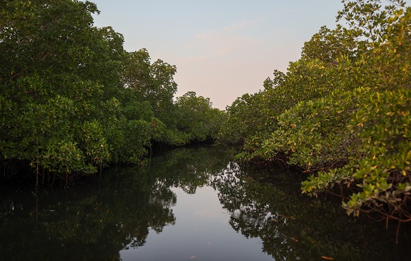 Foto - Milyonlarca turist ziyaret ediyor! Dünyanın konuştuğu kıyı ormanı: Mangrovlar