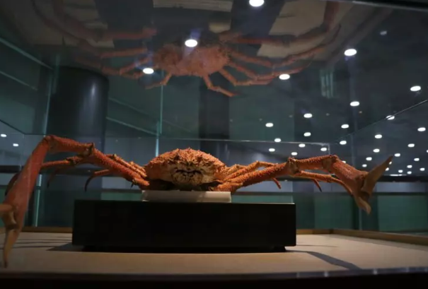 Foto - Milyonlarca yıllık fosiller il kez sergilenecek