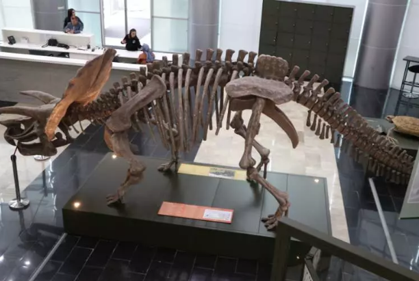 Foto - Milyonlarca yıllık fosiller il kez sergilenecek