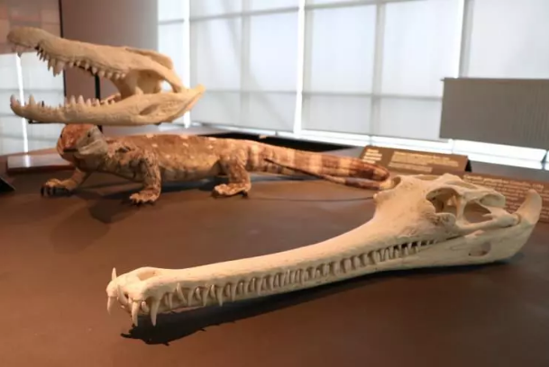 Foto - Milyonlarca yıllık fosiller il kez sergilenecek