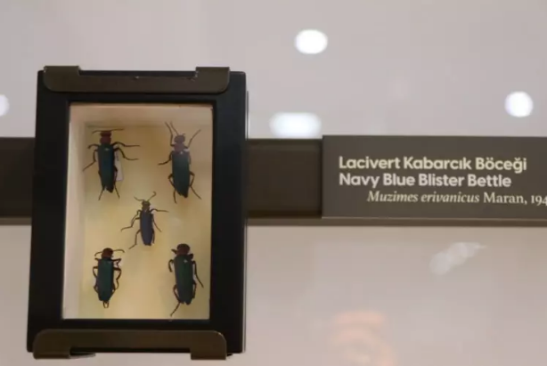 Foto - Milyonlarca yıllık fosiller il kez sergilenecek