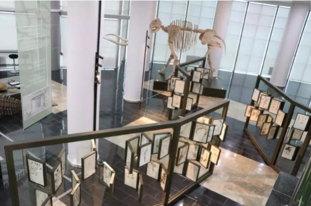 Foto - Milyonlarca yıllık fosiller il kez sergilenecek