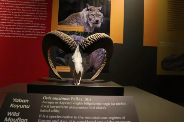 Milyonlarca yıllık fosiller il kez sergilenecek