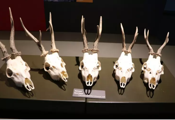 Foto - Milyonlarca yıllık fosiller il kez sergilenecek