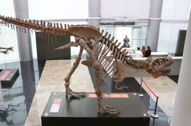 Foto - Milyonlarca yıllık fosiller il kez sergilenecek