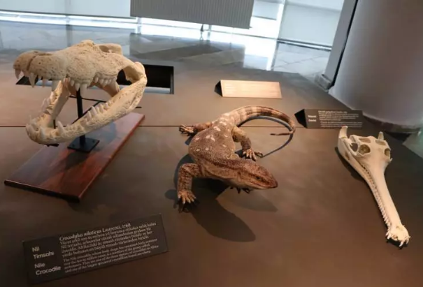 Foto - Milyonlarca yıllık fosiller il kez sergilenecek