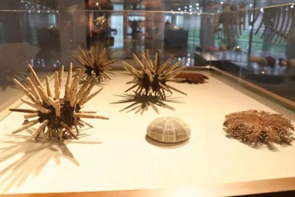 Foto - Milyonlarca yıllık fosiller il kez sergilenecek