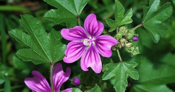 Foto - Milyonları ilgilendiren sigara haberi! Uzmanlar tavsiye etti, bunlar azaltıyor