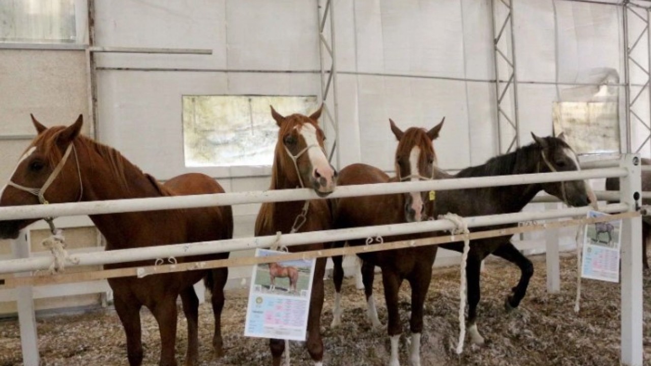 Foto - Milyonluk atlar kapış kapış satıldı! Fiyatlarını duyan şoke oldu