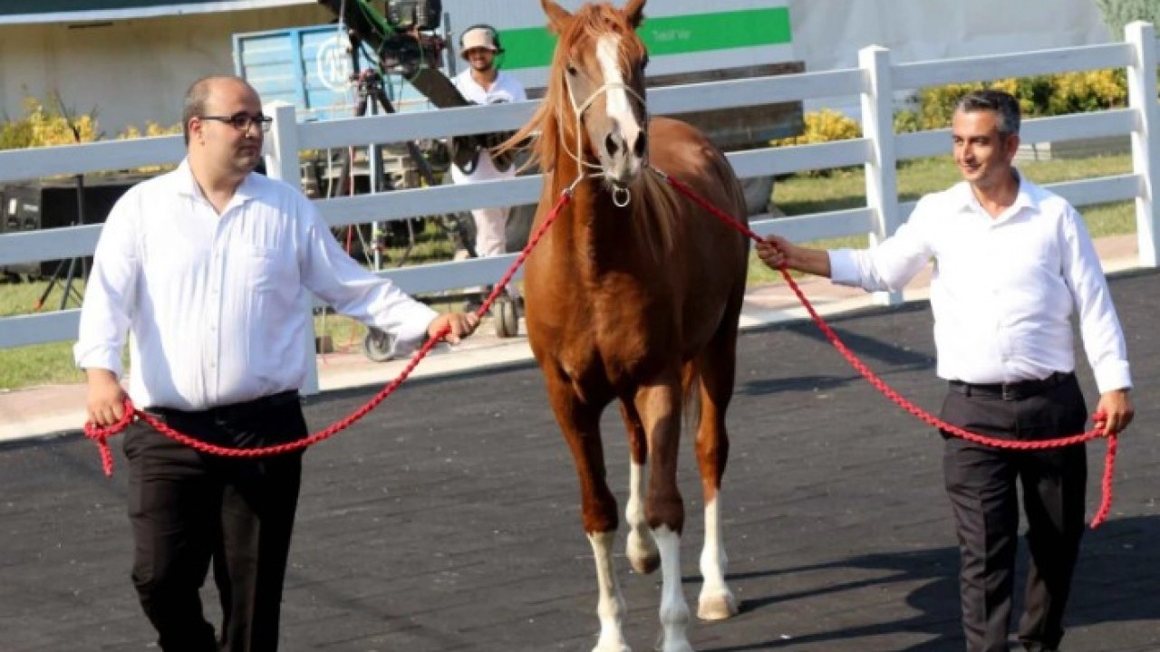 Milyonluk atlar kapış kapış satıldı! Fiyatlarını duyan şoke oldu