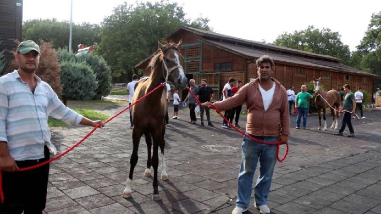 Foto - Milyonluk atlar kapış kapış satıldı! Fiyatlarını duyan şoke oldu