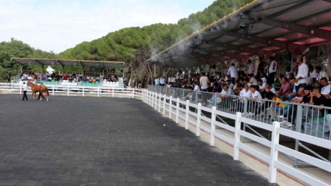 Foto - Milyonluk atlar kapış kapış satıldı! Fiyatlarını duyan şoke oldu