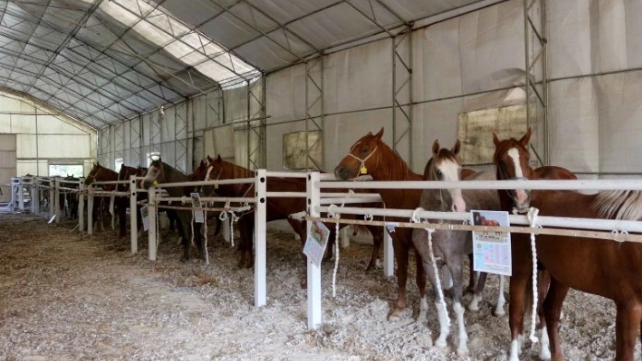 Foto - Milyonluk atlar kapış kapış satıldı! Fiyatlarını duyan şoke oldu