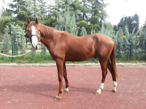 Foto - Milyonluk taylar görücüye çıkıyor