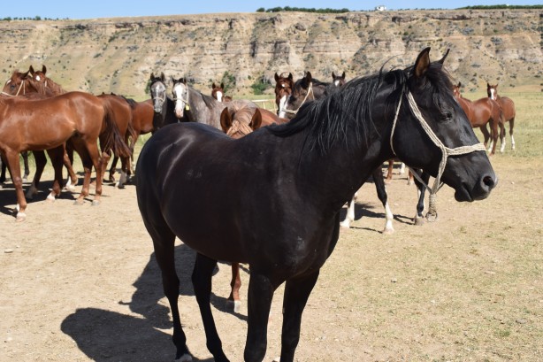 Foto - Milyonluk taylar görücüye çıkıyor