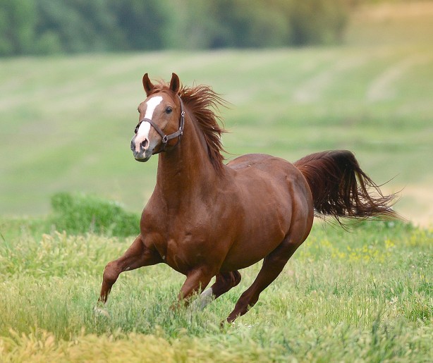 Foto - Milyonluk taylar görücüye çıkıyor