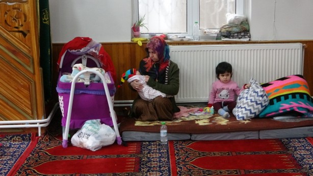Minik Meva camide büyüyor