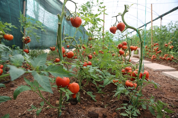 Foto - Miniklerin ürettiği ürünler depremzedelere aş oluyor