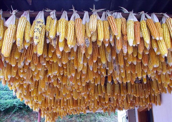 Foto - Mısır alım fiyatları 2022 | TMO mısır alımı detayları