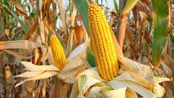 Foto - Mısır alım fiyatları 2022 | TMO mısır alımı detayları