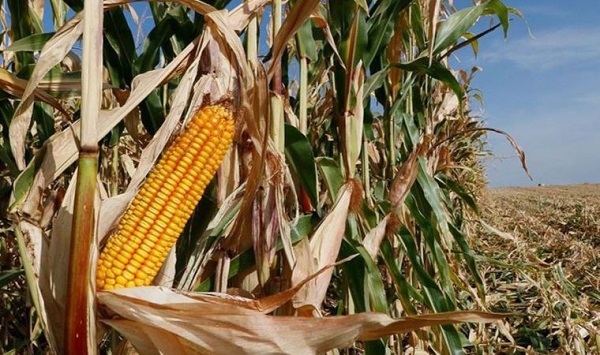 Foto - Mısır alım fiyatları 2022 | TMO mısır alımı detayları