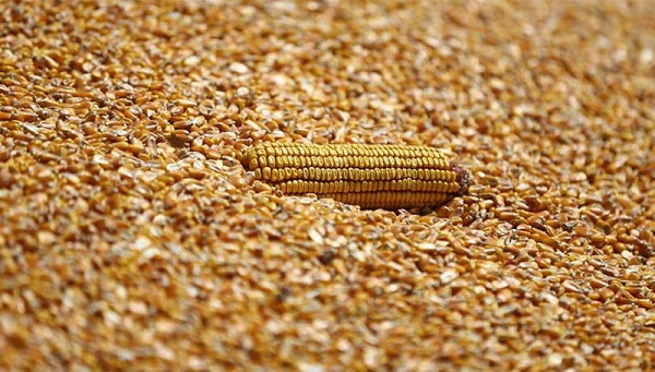 Mısır alım fiyatları 2022 | TMO mısır alımı detayları