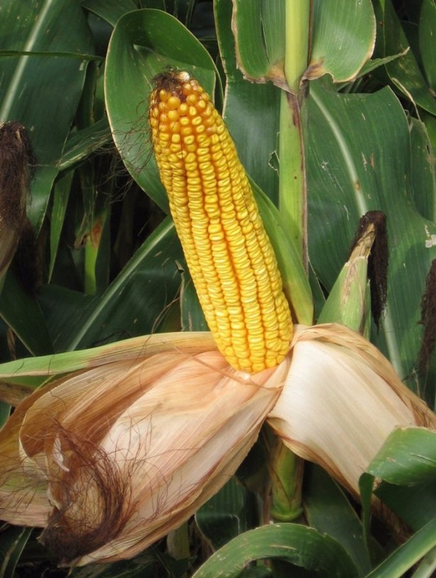 Foto - Mısır püskülü zayıflatıyor!