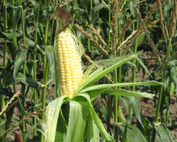 Foto - Mısır püskülü zayıflatıyor!