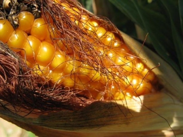 Foto - Mısır püskülü zayıflatıyor!