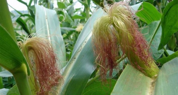 Foto - Mısır püskülü zayıflatıyor!