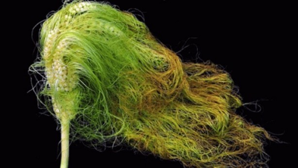 Foto - Mısır püskülü zayıflatıyor!