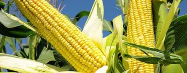 Foto - Mısır püskülü zayıflatıyor!