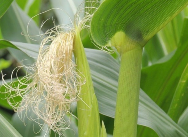 Foto - Mısır püskülü zayıflatıyor!