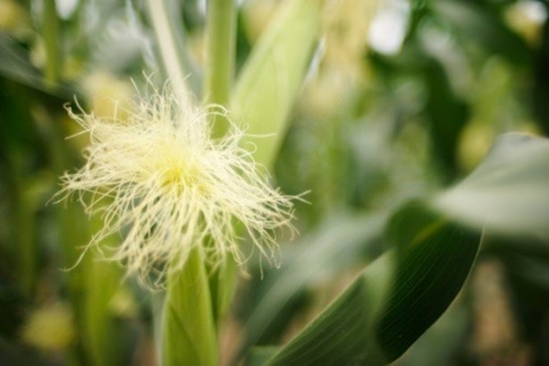 Foto - Mısır püskülü zayıflatıyor!