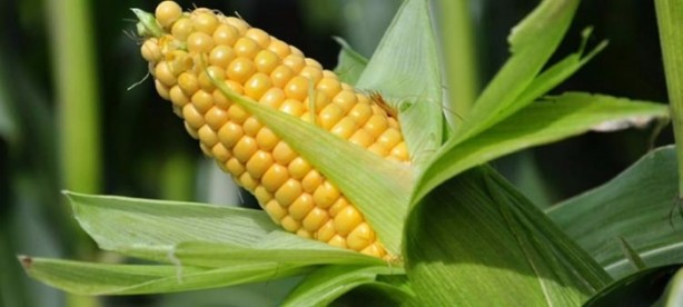 Foto - Mısır püskülü zayıflatıyor!