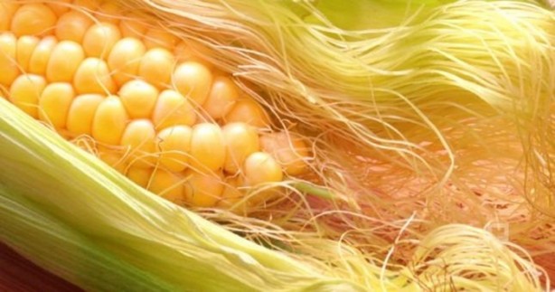 Mısır püskülü zayıflatıyor!