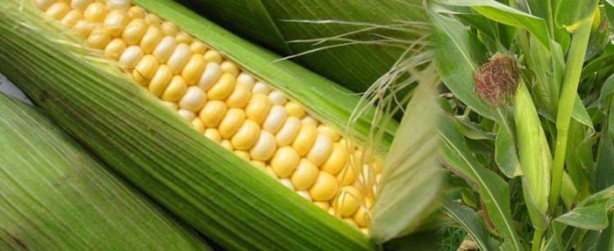 Foto - Mısır püskülü zayıflatıyor!