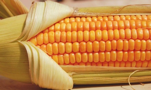 Foto - Mısır püskülü zayıflatıyor!