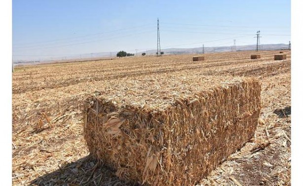 Foto - Mısır saplarından üretildi! Malatya'da müthiş adım