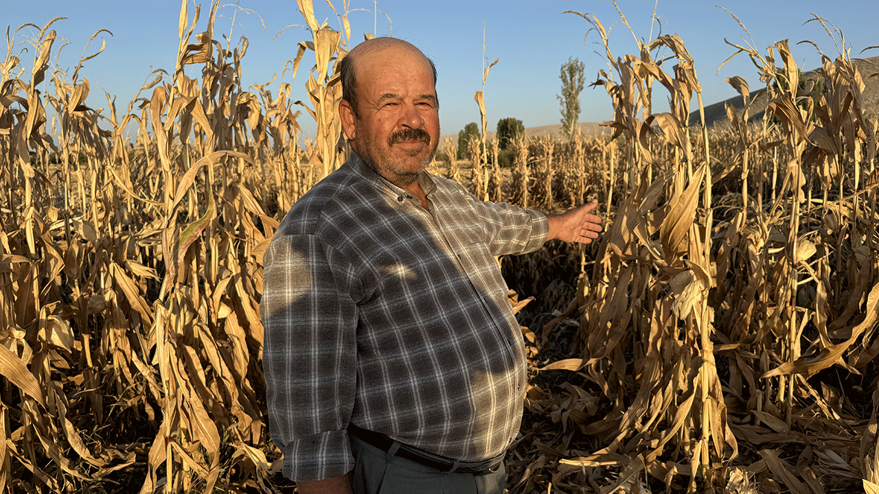 Foto - Mısır tarlasında korkutan görüntü!